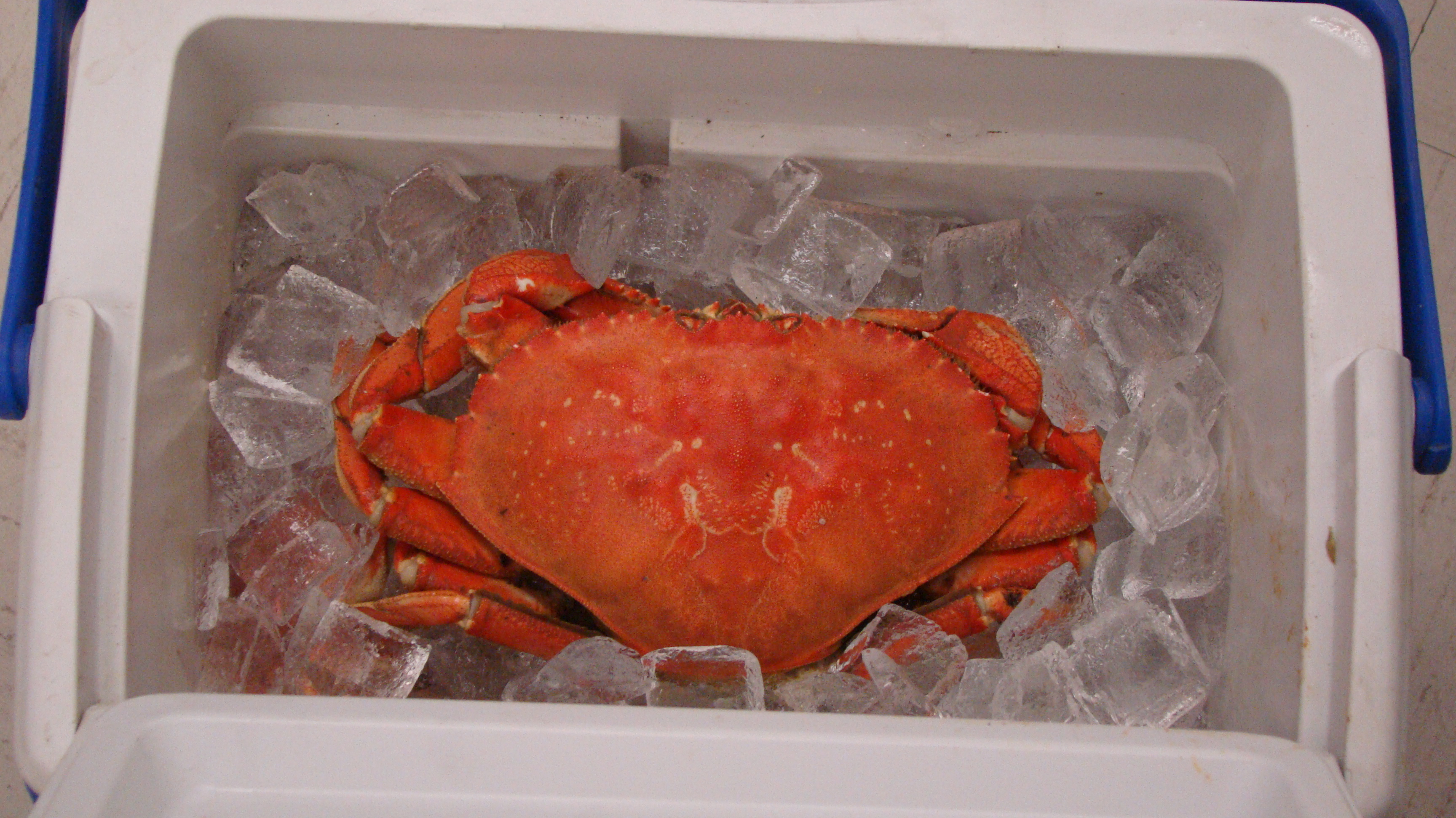 special raffle prize-fresh crab