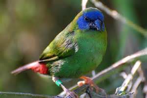 Blue Headed Parrot Finch